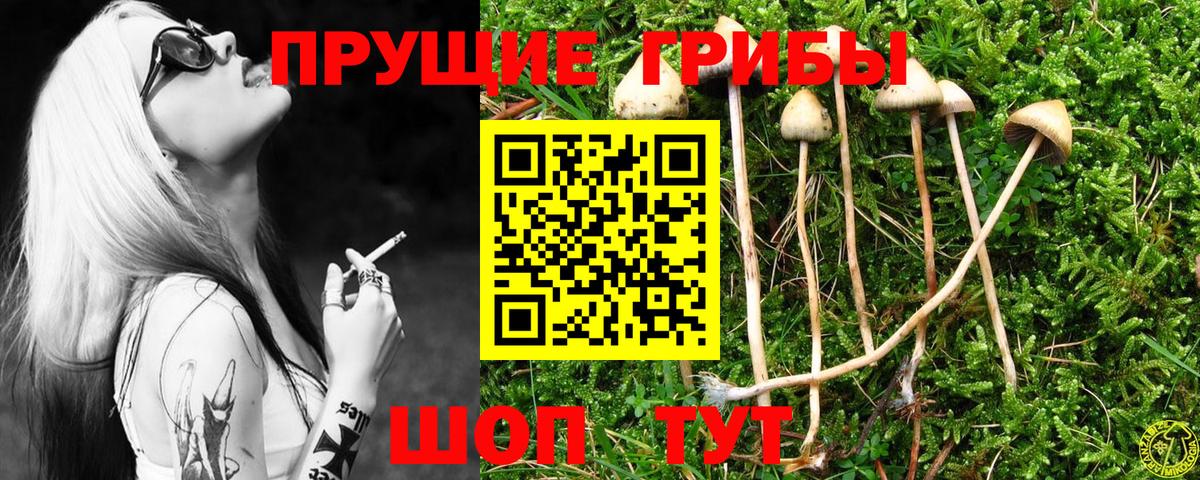 Галлюциногенные грибы Psilocybine cubensis Павлово